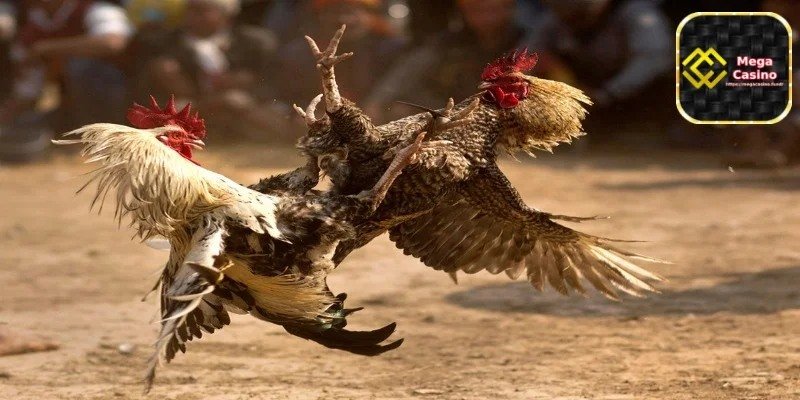 Live Cockfighting – Real-Time Access to Major Arenas